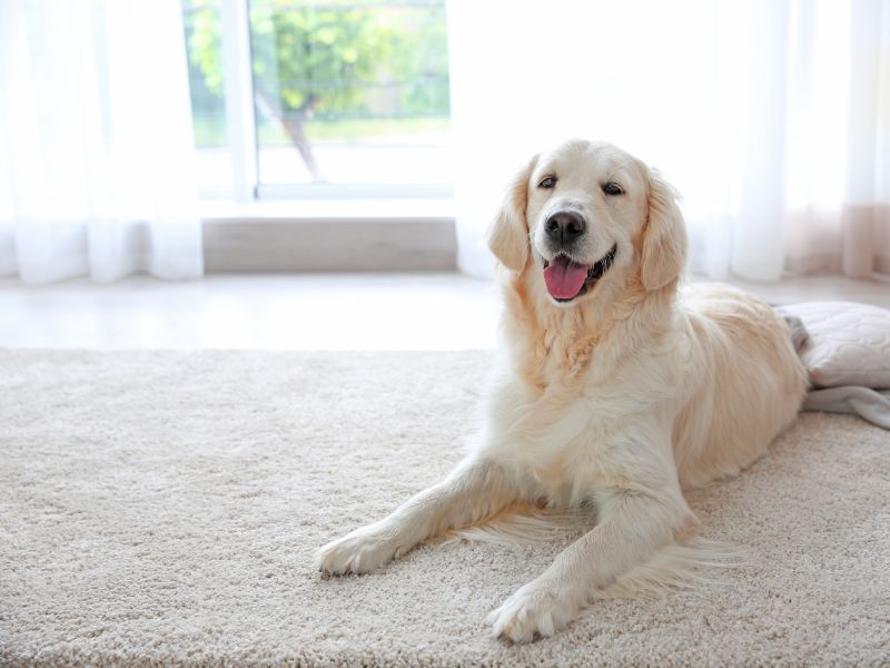 Elegant Carpet Flooring by NK Floors LLC, Fredericksburg, VA Elegant Carpet Flooring by NK Floors, Fredericksburg, VA
