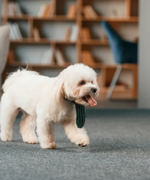 Best stain-resistant carpet for families with pets Best stain-resistant carpet for families with pets